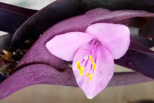 紫鸭趾草栽种的方法和要点？栽种紫鸭趾草要掌握哪些关键步骤？插图3