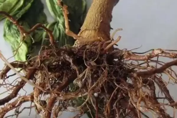 防治辣椒根腐病的方法和重点?防治辣椒根腐病要做好哪些细节?插图3 防治辣椒根腐病的方法和重点?防治辣椒根腐病要做好哪些细节?插图3