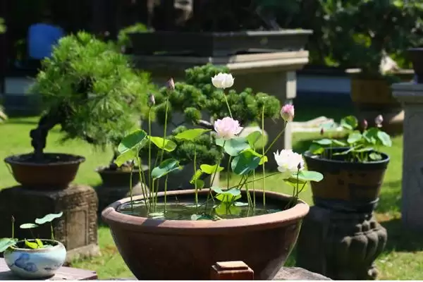 无惧烈日的花卉:向日葵、茉莉花、碗莲的阳光秘籍插图3 无惧烈日的花卉:向日葵、茉莉花、碗莲的阳光秘籍插图3
