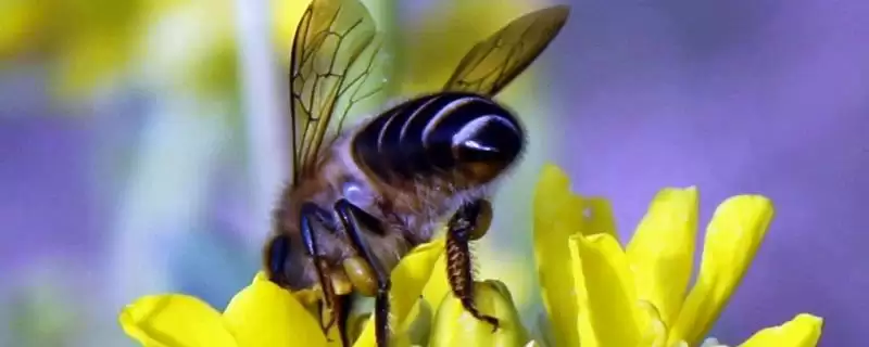 小蜜蜂采蜜花丛的种类和要点？了解小蜜蜂采蜜习性需关注哪些花丛？-会东网