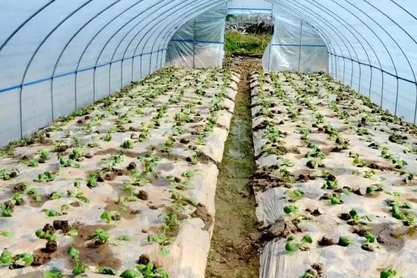 盘菜冬天种植攻略：可以种但要保证温度的关键因素插图1