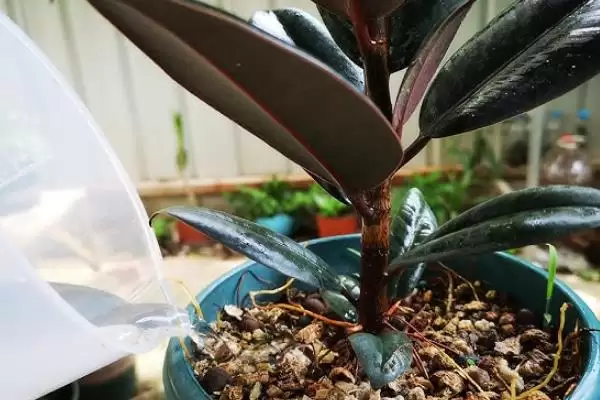 橡皮树养护难度的要点和判断？判断橡皮树养护难度需注意什么？插图10
