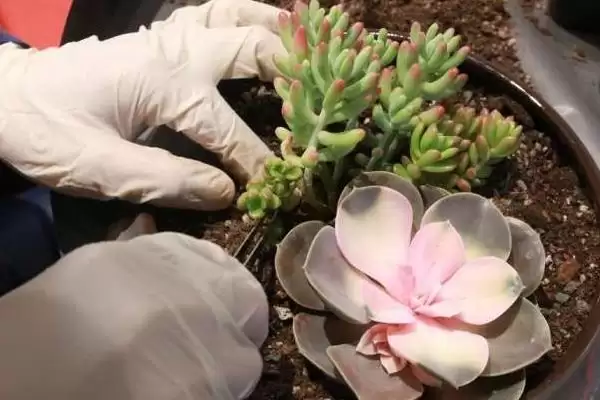 栽种多肉植物的方法和重点？栽种多肉植物要做好哪些细节？插图2