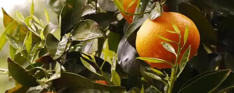 橘子最甜的时间 ,橘子在夏季和秋季为何最甜呢？-会东网
