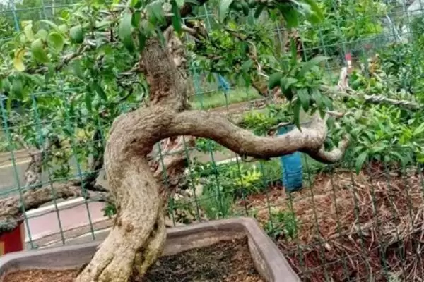 石榴盆景栽培技术？栽培石榴盆景要遵循哪些科学的种植方法？插图2