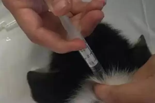 柯基幼犬的饲养注意事项 ,柯基幼犬饲养如何保护牙齿呢？插图3