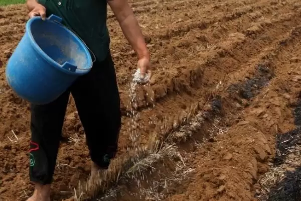 生物有机肥的作用和使用注意事项？使用生物有机肥要注意哪些要点？插图1