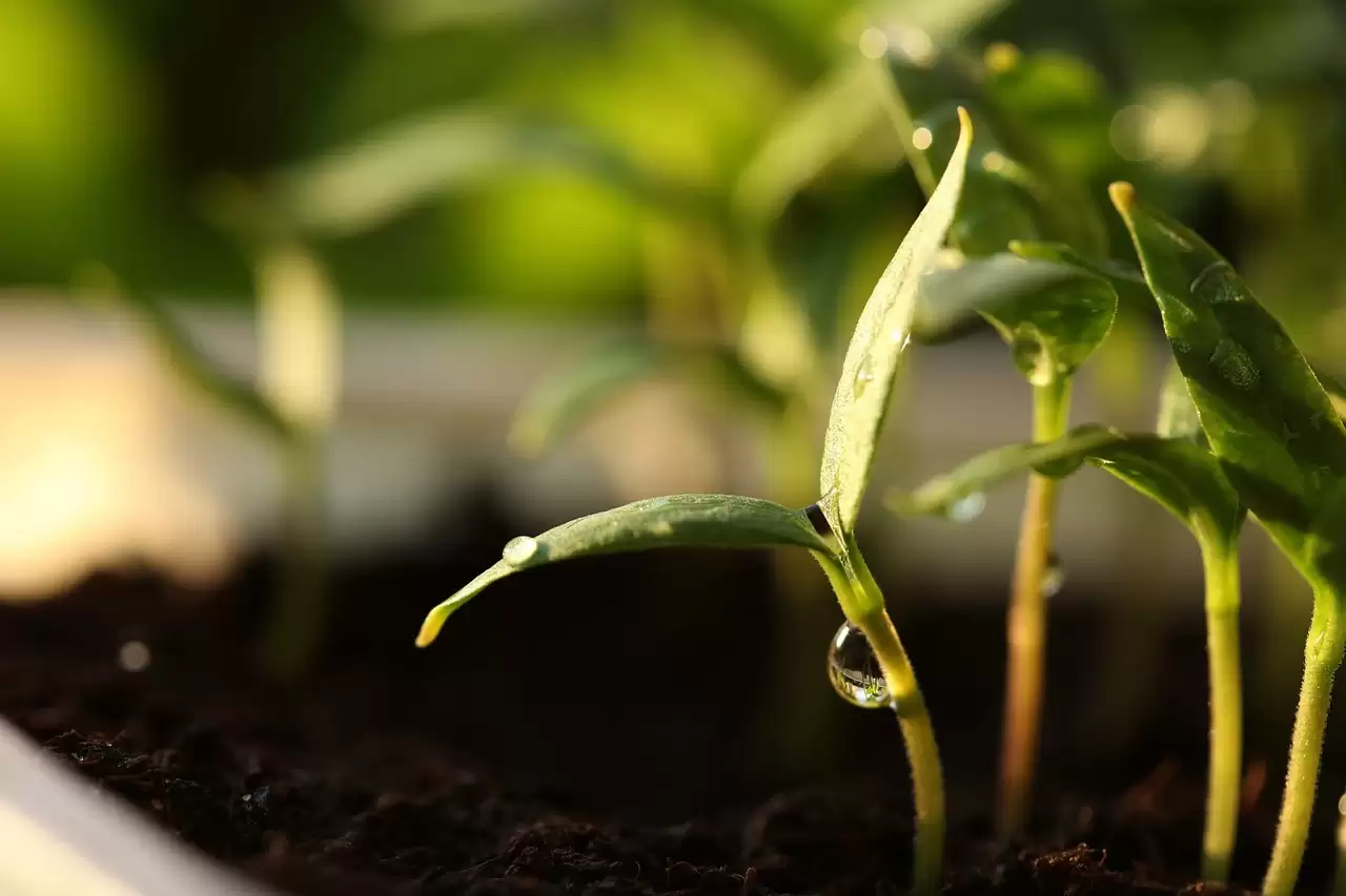 种艾叶时的种植技巧 (种艾叶过程中如何种植)?插图1