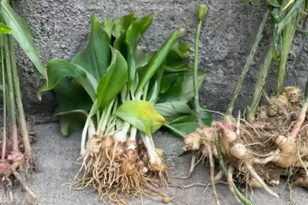 了解种风姜适用土壤的方法和重点？了解种风姜适用土壤要做好哪些细节？插图4