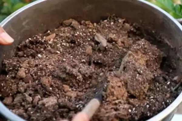 探寻羽叶莺萝种子购买渠道的方法和重点?探寻羽叶莺萝种子购买渠道要做好哪些细节?插图2 探寻羽叶莺萝种子购买渠道的方法和重点?探寻羽叶莺萝种子购买渠道要做好哪些细节?插图2