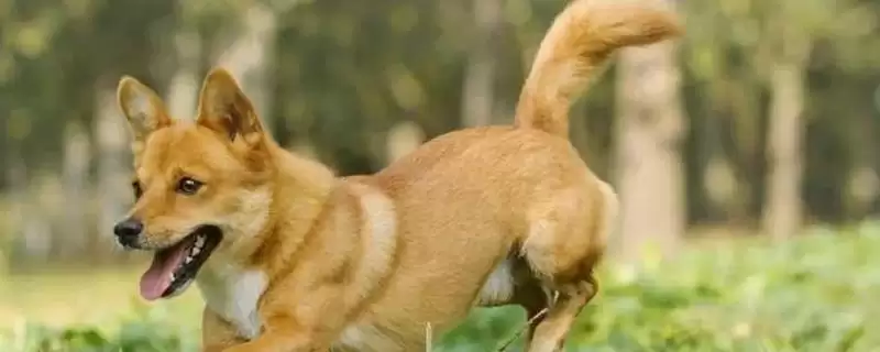 犬细小病毒危害剖析:死亡率高的传染病的防治关键插图 犬细小病毒危害剖析:死亡率高的传染病的防治关键插图
