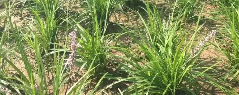 了解知母种植注意事项的方法和重点？了解知母种植注意事项要做好哪些细节？-会东网
