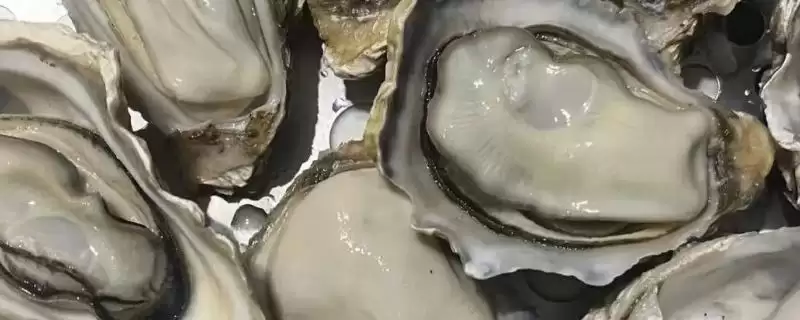 生蚝怎么做才好吃？烹饪生蚝做出美味要掌握哪些烹饪技巧和方法？-会东网