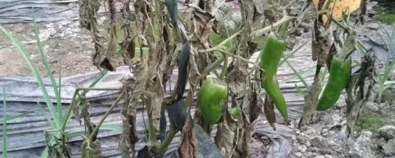 防治辣椒根腐病的方法和重点?防治辣椒根腐病要做好哪些细节?插图 防治辣椒根腐病的方法和重点?防治辣椒根腐病要做好哪些细节?插图