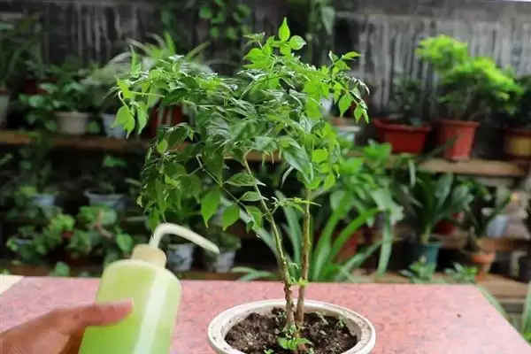 让幸福树在北方过冬的方法和重点？让幸福树在北方过冬要做好哪些细节？插图2
