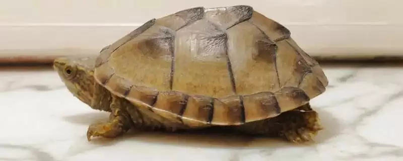 麝香龟要加温吗？养殖麝香龟判断是否加温要考虑哪些因素？-会东网