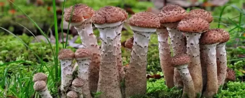 蘑菇这种菌类植物有种子吗 ,蘑菇科菌类植物是没有种子这一说法的插图 蘑菇这种菌类植物有种子吗 ,蘑菇科菌类植物是没有种子这一说法的插图