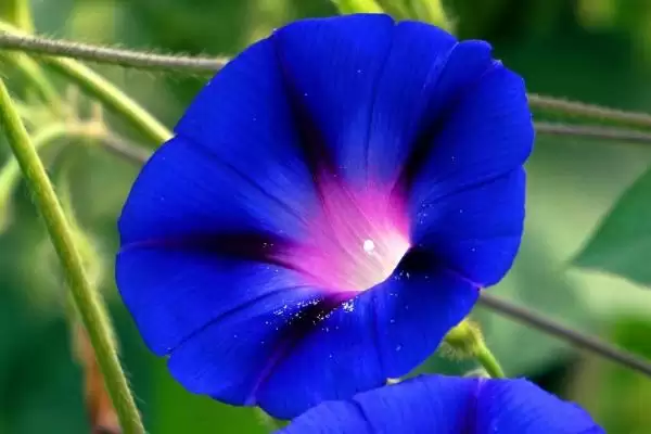 蓝色牵牛花的花语 ,蓝色牵牛花有哪些美好花语呢？插图3