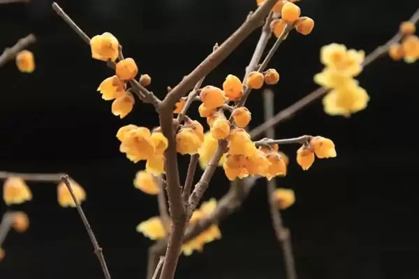 无惧烈日的花卉:向日葵、茉莉花、碗莲的阳光秘籍插图6 无惧烈日的花卉:向日葵、茉莉花、碗莲的阳光秘籍插图6