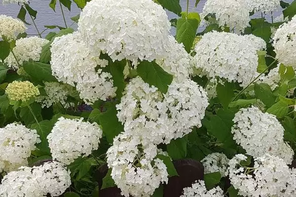 养香雪球使其多开花的方法和重点?养香雪球使其多开花要做好哪些细节?插图2 养香雪球使其多开花的方法和重点?养香雪球使其多开花要做好哪些细节?插图2