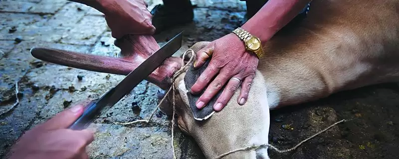 提高鹿茸产量的方法？提高鹿茸产量要掌握哪些涵盖饲养、管理等方面的要点？-会东网