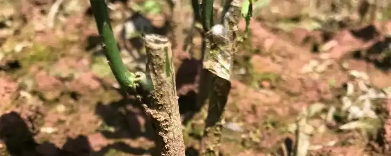 桔子的嫁接方法 ,桔子嫁接如何选择砧木进行操作呢？-会东网