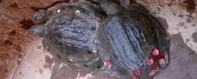 甲鱼壳上有洞是什么原因导致的呢,甲鱼壳受病菌侵染会导致甲壳出现溃烂洞-会东网
