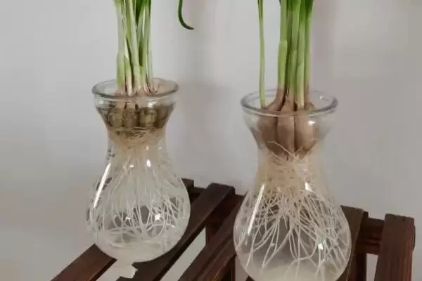 水培植物越冬技巧?帮助水培植物越冬要掌握哪些有效的保暖和养护技巧?插图1 水培植物越冬技巧?帮助水培植物越冬要掌握哪些有效的保暖和养护技巧?插图1