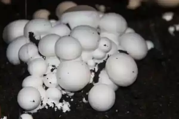双孢菇的市场价格？分析双孢菇市场价格要考虑哪些市场波动和成本因素？插图2