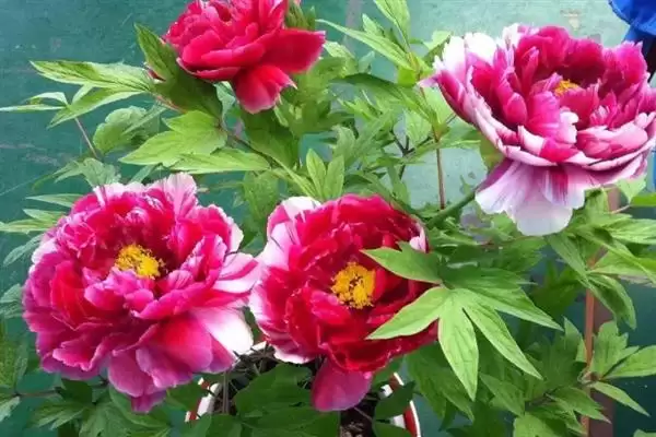 牡丹花的花语有什么含义呢,牡丹花寓意富贵、吉祥、幸福等美好含义插图3