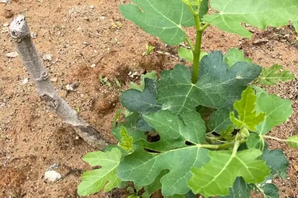 无花果树苗价格的波动和要点？了解无花果树苗价格需关注哪些因素？插图2