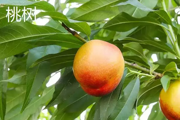 区分杏树和桃树的方法和重点？区分杏树和桃树要做好哪些细节？插图4