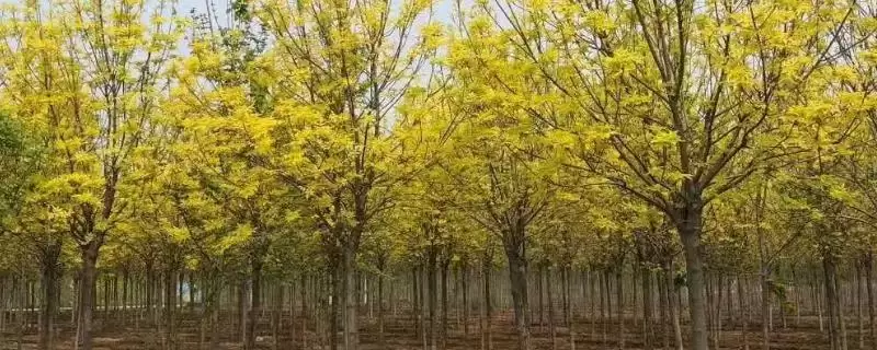 金叶白腊的相关介绍 ,金叶白腊是怎样的一种落叶乔木-会东网