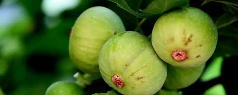 无花果树苗价格的波动和要点？了解无花果树苗价格需关注哪些因素？-会东网