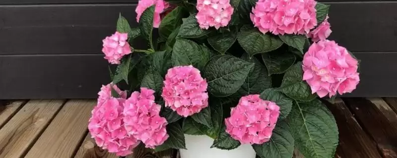 牡丹花的花语有什么含义呢,牡丹花寓意富贵、吉祥、幸福等美好含义-会东网