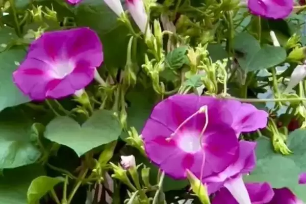 牵牛花晚上颜色奥秘:一般呈红色的奇妙现象插图2 牵牛花晚上颜色奥秘:一般呈红色的奇妙现象插图2