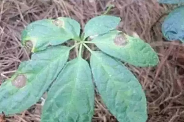 如何防治三七炭疽病?种植三七防治炭疽病要运用哪些有效措施?插图2 如何防治三七炭疽病?种植三七防治炭疽病要运用哪些有效措施?插图2