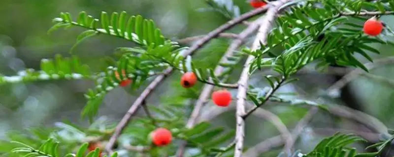 了解植物分辨公母方式的方法和重点?了解植物分辨公母方式要做好哪些细节?插图 了解植物分辨公母方式的方法和重点?了解植物分辨公母方式要做好哪些细节?插图