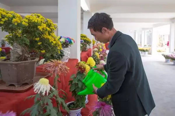 如何防治菊花黑斑病?养护菊花防治黑斑病要采用哪些防治方法?插图3 如何防治菊花黑斑病?养护菊花防治黑斑病要采用哪些防治方法?插图3