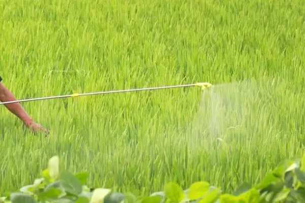 硝态氮肥的基本介绍和要点？了解硝态氮肥需关注哪些关键信息？插图3