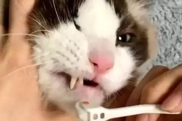 给猫咪做口腔护理的方法和重点?给猫咪做口腔护理要做好哪些细节?插图1 给猫咪做口腔护理的方法和重点?给猫咪做口腔护理要做好哪些细节?插图1