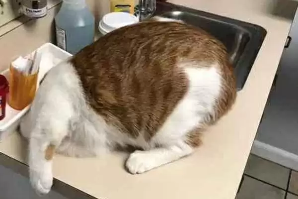 天气超过30度猫会中暑吗？判断高温下猫是否中暑要考虑哪些猫咪生理和环境因素？插图3
