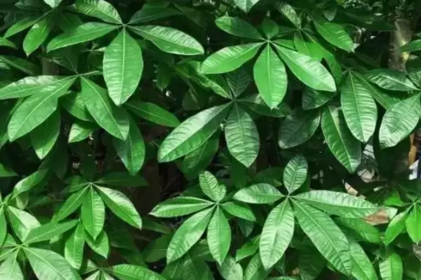 掌握招财树浇水方法的方法和重点？掌握招财树浇水方法要做好哪些细节？插图3