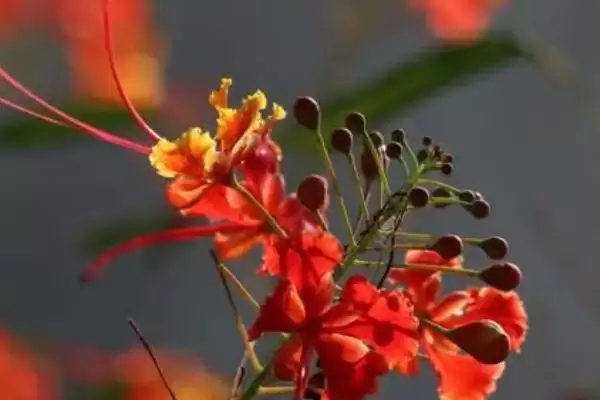 金凤花的繁殖方法 ,金凤花在什么时间繁殖为佳插图1