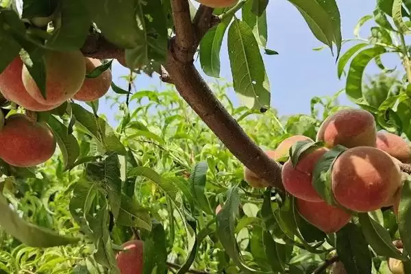 桃树有什么特点？认识桃树要了解哪些关键的植物形态、生长习性等特点？插图1