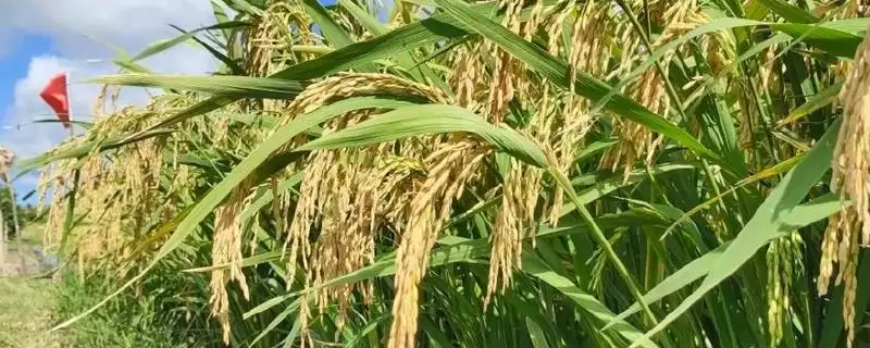 水稻和旱稻的区别？区分水稻和旱稻要关注哪些关键的生长特性差异？-会东网