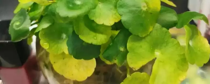 铜钱草冬天叶子黄了是什么原因？探究铜钱草冬季叶子发黄原因要考虑哪些因素？-会东网