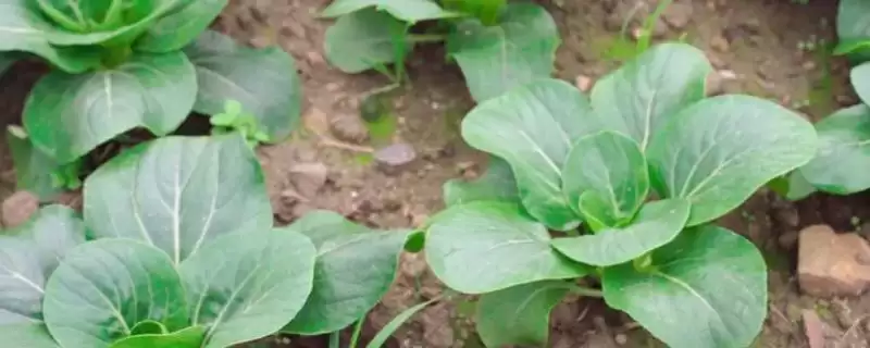 小白菜收获时间的要点和判断?判断小白菜收获时机需注意什么?插图 小白菜收获时间的要点和判断?判断小白菜收获时机需注意什么?插图