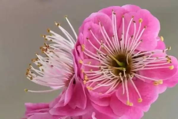 梅花的开放时间是什么时候呢 ,梅花一般开放时间为 1-3 月份插图2