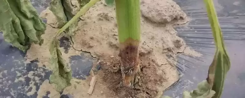 向日葵茎秆腐烂的原因和要点？分析向日葵茎秆问题需关注哪些方面？-会东网